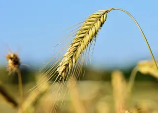 В Україні зросли ціни на фуражний ячмінь