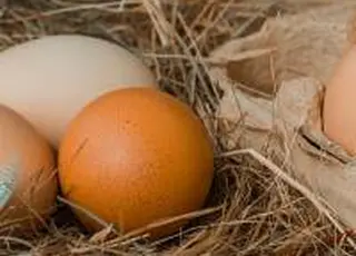 Ціни на яйця в Україні в січні впали на 7,4%