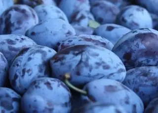 Висока врожайність сливи у ТОВ «Колос» забезпечує прибутковість саду