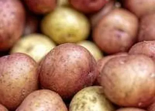 Аграрії Житомирщини розпочали посадку картоплі