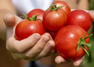 Томати в Україні різко подешевшали