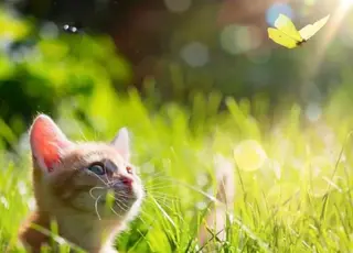 Синоптикиня розповіла, чого чекати від погоди в Україні влітку