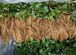 На Житомирщині розсадник суниці виходить на міжнародний рівень завдяки інноваціям