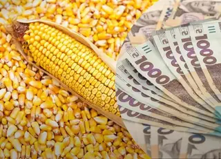 Озвучено оновлені ціни на кукурудзу в Україні