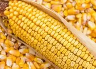 Ціни на фуражну кукурудзу в Україні знижуються через низький попит