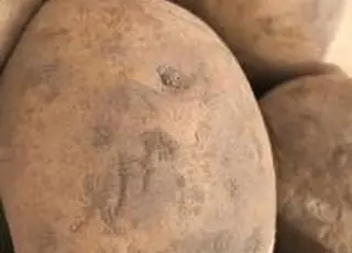 «Аделаїда» інвестує у переробку картоплі на тлі низьких цін на овочі