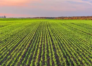 Контроль дводольних бур’янів у посівах зернових та гороху