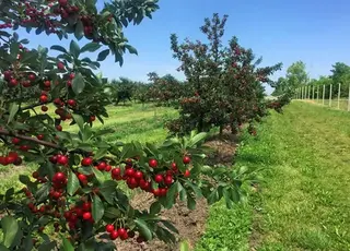 На Волині заклали найбільший вишневий сад в області