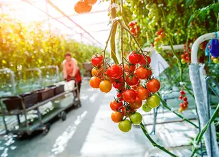 Умови гранту на теплицю змінились: тепер потрібно вкласти 50% власних коштів