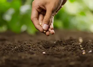 Стало відомо, яке насіння на зиму слід класти в холодильник