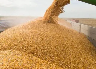 Все зерно продамо: український агробізнес шукатиме нові ринки збуту