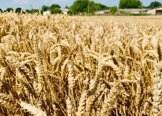 Євросоюз підвищив прогноз урожаю м’якої пшениці до 128,2 млн т
