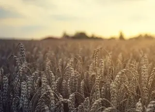 Експерт розповів про економічний вплив на посівну в Україні