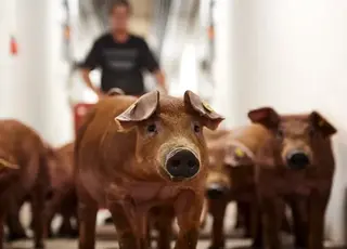 DanBred разом із Vilomix виводять генетику свиней в Україні на новий рівень