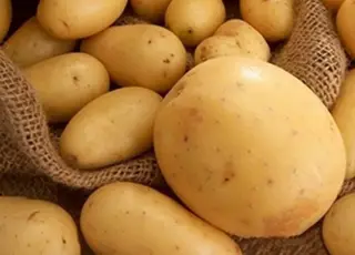 Польща зібрала рекордний урожай картоплі: виробництво зросло на 17%