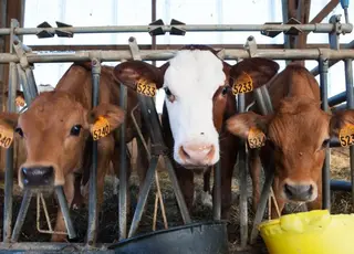 У ЄС прогнозують спад у тваринництві