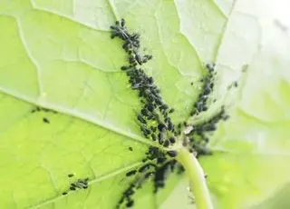 Як захистити сад від попелиці за допомогою звичайної олії