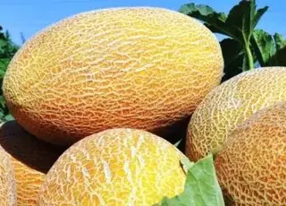 Поради з вирощування соковитих та ароматних динь у відкритому ґрунті