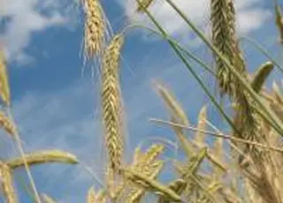 Озимі культури в Україні перейшли в фазу зимового спокою – Укргідрометеоцентр