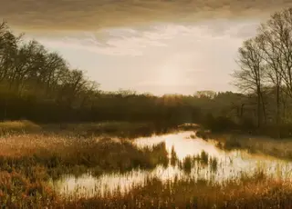 На Рівненщині під загрозою знищення унікальна екосистема площею 2,3 тис га