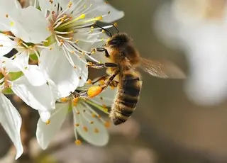 В українські сади не прилетіли бджоли