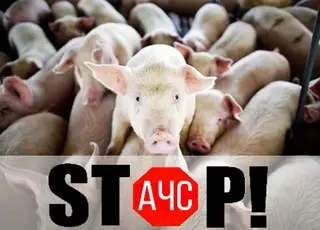 FAO змінює стратегію боротьби з африканською чумою свиней