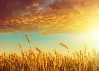 На Запоріжжі аграрний сезон перетворився на боротьбу за виживання