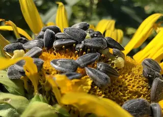 Озвучено оновлені ціни на соняшник в Україні