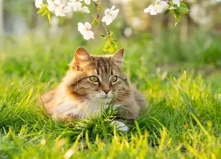 Стало відомо, коли в Україну повернеться весняне тепло