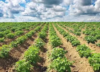 В Україні на 21% зменшились площі під картоплею