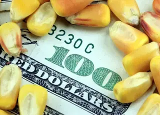 В Україні скоротився експорт зернових та кукурудзи