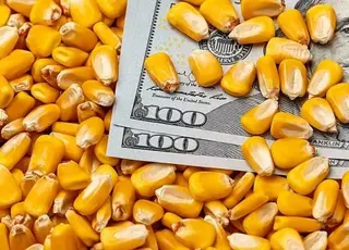 Спред між цінами на кукурудзу старого та нового врожаю перевищує 29 $/т