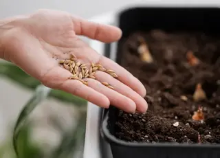 Насінництво переходить на цифрову сертифікацію