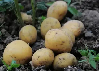 Озвучено оновлені ціни на картоплю в Україні