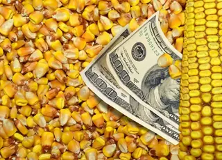 В Україні зросли експортні ціни на кукурудзу