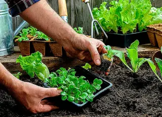 Стало відомо, у які дні сіяти овочі та зелень, щоб мати щедрий врожай