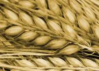 Погодні ризики в США і Франції підтримують ціни на українську пшеницю