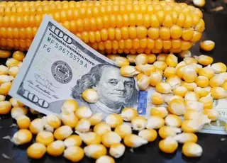 Ціни на кукурудзу на елеваторах України різко знизились