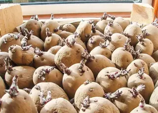 Коли і як пророщувати картоплю, щоб мати щедрий урожай