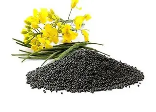 Європейські ф’ючерси на ріпак продовжили падіння