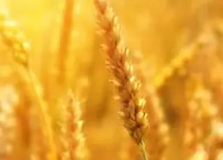 Мінекономіки підтримує розвиток жіночого фермерства разом із Corteva Agriscience