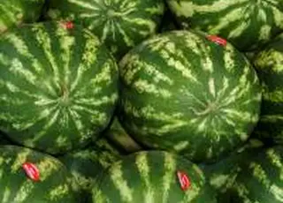 Херсонські аграрії нарощують виробництво овочів та баштанних