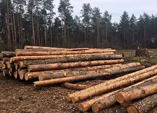 На Рівненщині викрили незаконну передачу деревини за участю посадовця «Лісів України»