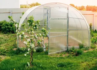 Як правильно підготувати теплицю навесні, щоб отримати щедрий урожай