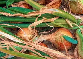 Ціни на цибулю в Україні третій рік поспіль залишаються на історичному мінімумі