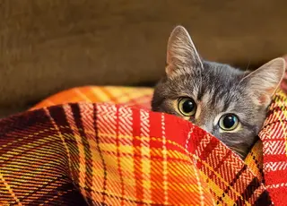 Україну накриють заморозки та холод