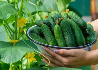 Озвучено оновлені ціни на огірки в Україні