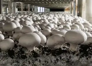 Названо основні виклики для виробників грибів в Україні