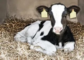 Україна заборонила ввезення продукції тваринництва з Азербайджану