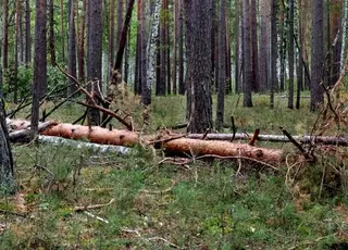 Самовільна вирубка дерев у полях може обернутися кримінальною справою